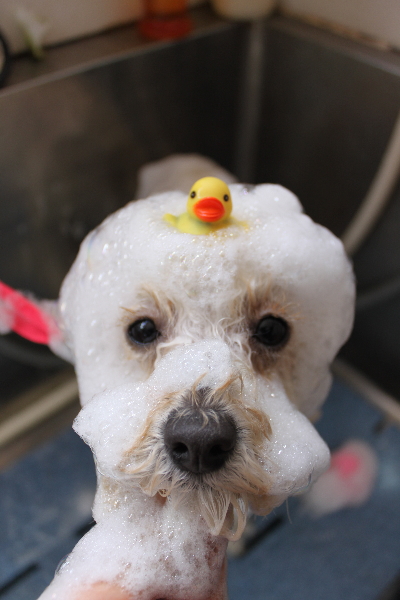 千葉県松戸市のトイプードルのシャンプー画像