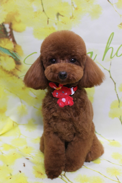 千葉県八千代市のトイプードルのトリミング画像