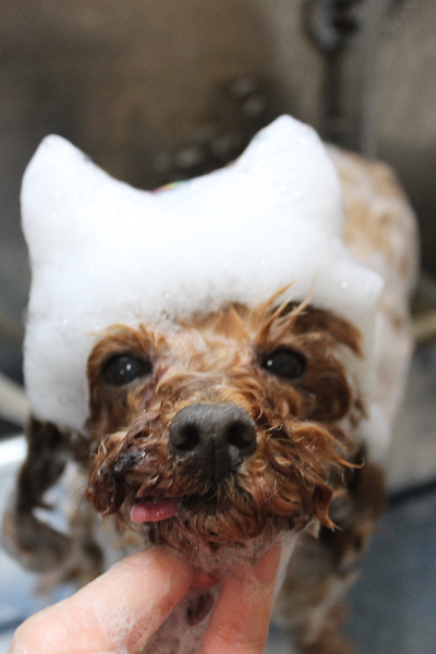 千葉県船橋市のトイプードルのシャンプー画像