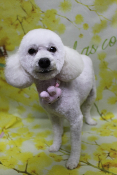 千葉県船橋市のトイプードルのトリミング画像