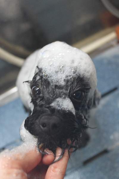千葉県鎌ヶ谷市のトイプードルのシャンプー画像