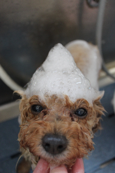 千葉県船橋市のトイプードルのシャンプー画像