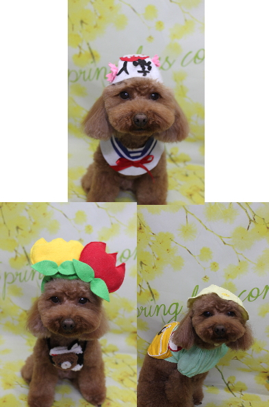 千葉県市川市のトイプードルのトリミング画像