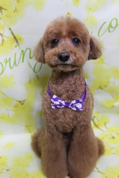 千葉県印西市のトイプードルのトリミング画像