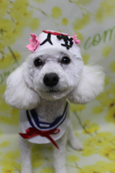 千葉県船橋市のトイプードルのトリミング画像