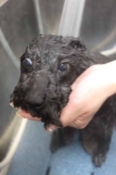 千葉県鎌ヶ谷市のトイプードルのオゾンシャワー画像