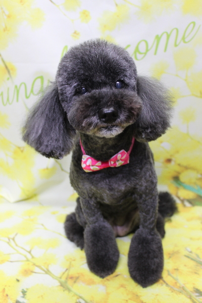 千葉県印西市のトイプードルのトリミング画像